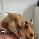 Hamsterplamster